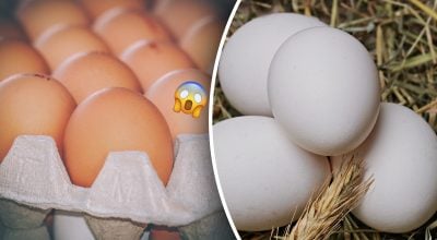 Чому одні яйця білі інші коричневі Чому одні яйця білі інші коричневі