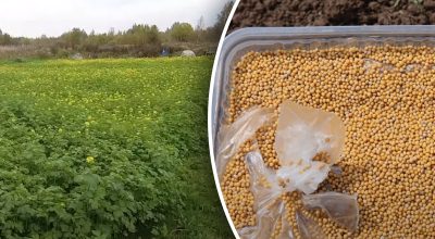 Для чого на городі сіють гірчицю Для чого на городі сіють гірчицю