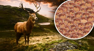 З цим впораються лише люди з високим IQ: потрібно знайти оленя серед ведмедів З цим впораються лише люди з високим IQ: потрібно знайти оленя серед ведмедів