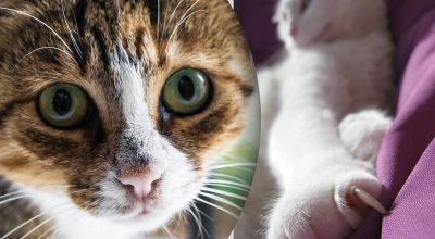 Чи можна стригти кігті коту Чи можна стригти кігті коту
