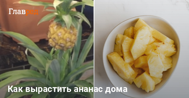 Как вырастить ананас в домашних условиях – Цветы – Домашний