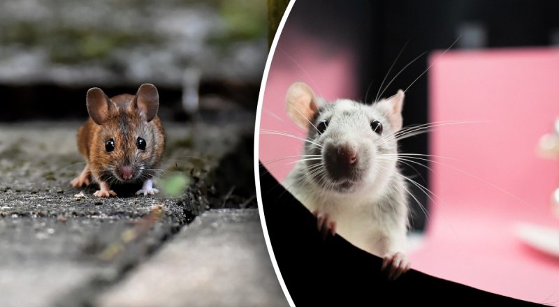 Дезинсектор рассказал, чем изгнать крыс и мышей из дома