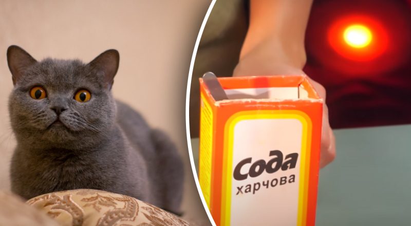 50 грамів досить: навіщо сипати соду в котячий лоток