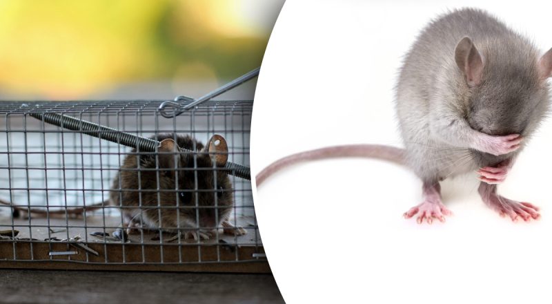 Положите это в мышеловку: что больше всего привлекает мышей