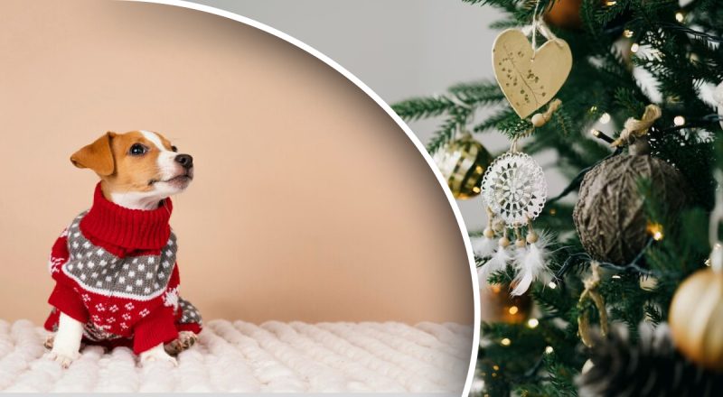 Це може погубити улюбленця: ветеринар попереджає про неочевидну святкову небезпеку, здатну погубити собаку