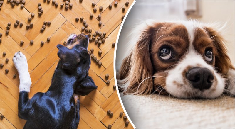 Чим годувати собаку: 4 корисних продукти і 7 заборонених