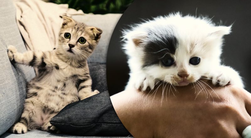 Зверніть увагу: стало відомо, чому кішка може плакати - несподівана відповідь