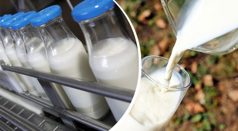 Отчего скисает молоко: о неожиданном ответе догадываются лишь единицы