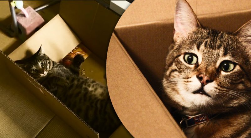 Это доводит кошку до безумия: эксперт рассказала, почему коты любят коробки