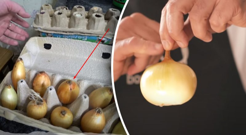 Как матёрые хозяйки используют луковые корни: выбрасывают в редких случаях