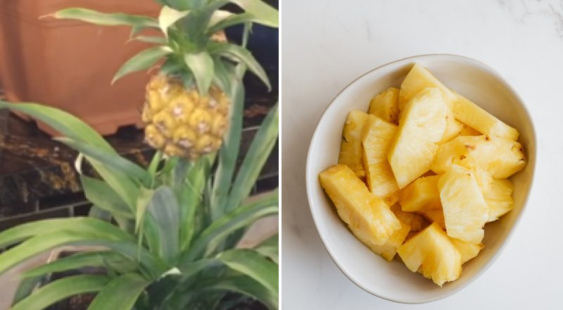 "Вкусный фрукт дома": сколько времени растет ананас в домашних условиях