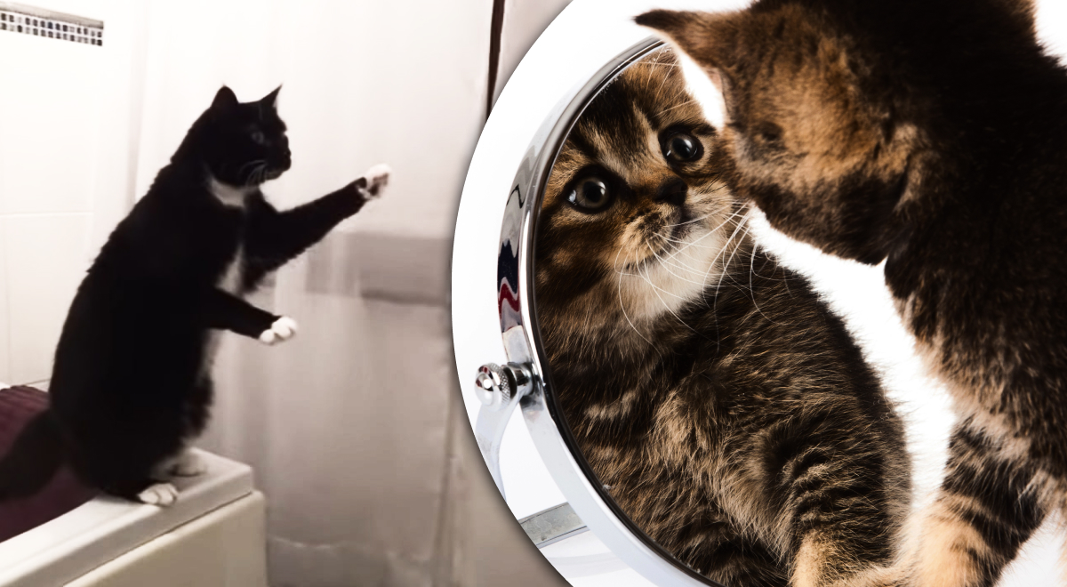 Что видят коты в зеркале - почему кот ведет себя странно - Главред