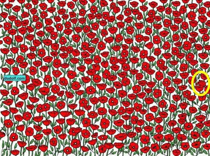 Загадка Загадка