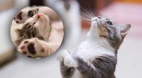 Чому деякі коти мають білі лапи та живіт: відповідь вразить кожного