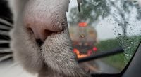 Ви дуже здивуєтеся: трюк з котячим наповнювачем запобігає запотіванню скла в авто