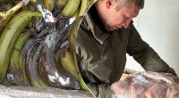 Цим хотіли годувати військових: на складах ЗСУ знайшли купу зіпсованої їжі