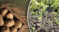 Урожаю точно не буде: що не можна садити поруч із картоплею