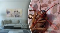 Не затримаються у квартирі й дня: як швидко позбутися тарганів