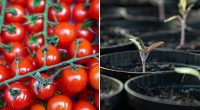 Що потрібно зробити з насінням томатів: секретна добавка з ульотним результатом