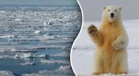 Лише геній за 11 секунд знайде полярного ведмедя: загадка для найкмітливіших