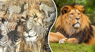 Тільки геній знайде лева серед зебр за 6 секунд: надзвичайно складна загадка