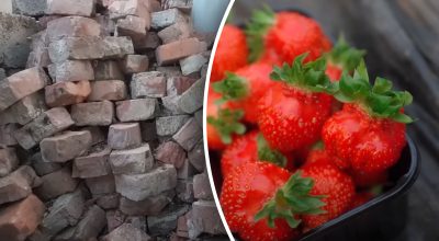 Навіщо люди кладуть цеглу поруч з полуницею Навіщо люди кладуть цеглу поруч з полуницею