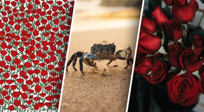 Загадка, краб, розы Загадка, краб, розы