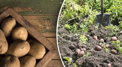 Що не можна садити поруч із картоплею