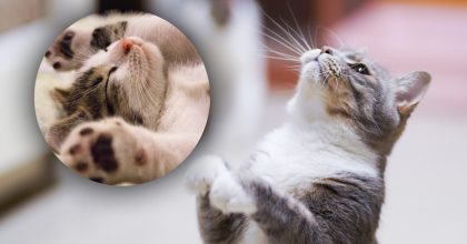 Почему у некоторых кошек белые лапы и живот: ответ поразит всех