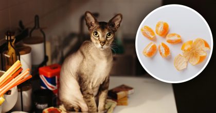 Как быстро отучить кота лазить по столу: результат вас удивит