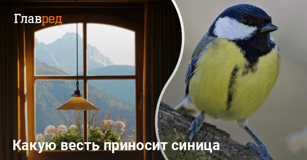 Что значит синица на окне. Что значит синица на окне