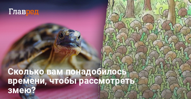 Очень сложная головоломка - Нужно найти змею среди черепах - Главред