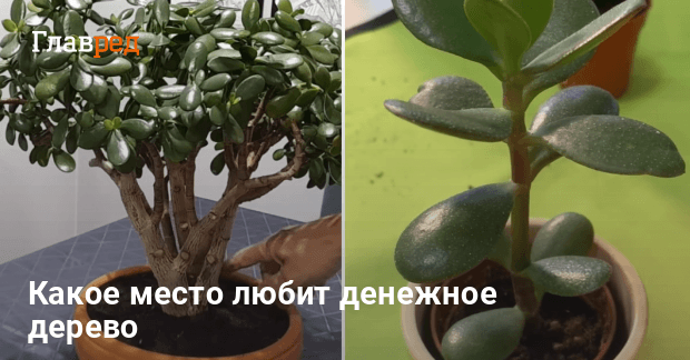 Денежное дерево нельзя держать