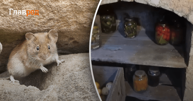 И духу не будет: как избавиться от мышей в погребе за 3 шага - Главред