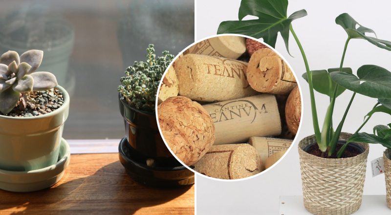 Для чего люди кладут пробки в вазон: простая хитрость, которая спасет ваши растения
