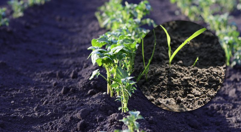 Чим засіяти землю, щоб не росли бур'яни: дачники розкрили секрет багатого врожаю