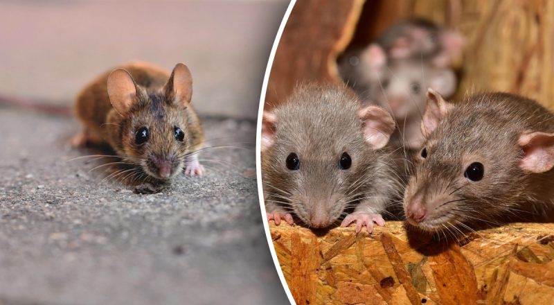 Щури і миші ніколи не залізуть в дім: експерт назвав 2 копійчані засоби