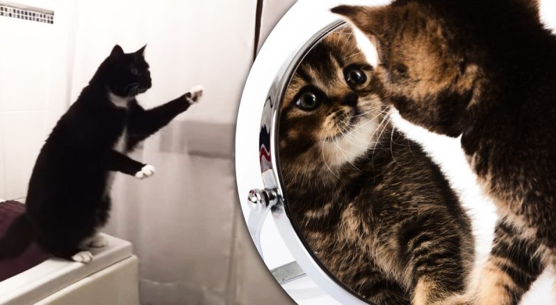 Ось, що насправді бачать коти у дзеркалі: відповідь вас точно вразить