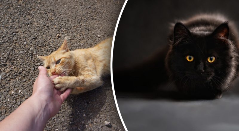 Почему кот кусается, когда его гладят: причин может быть несколько