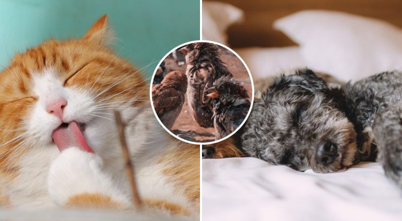 Природные метеорологи: как животные и растения предсказывают погоду