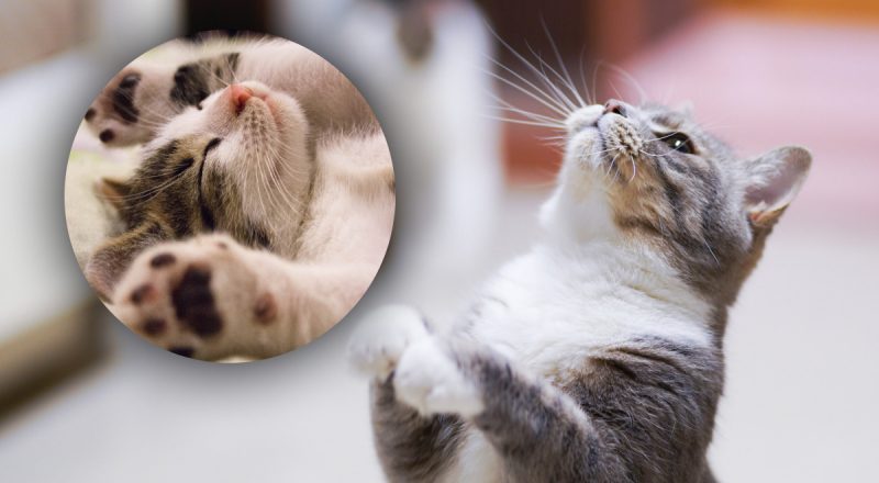 Еще те кузнечики-прыгуны: эксперты объяснили, почему коты так любят прыгать