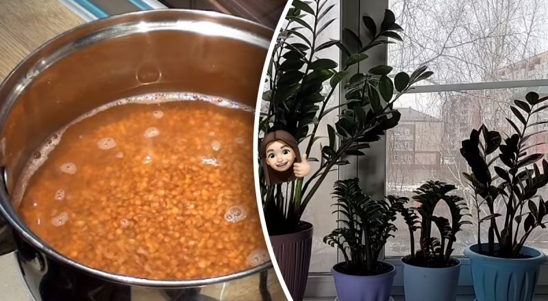 Квіти вам подякують: що можна зробити з водою після промивання гречки