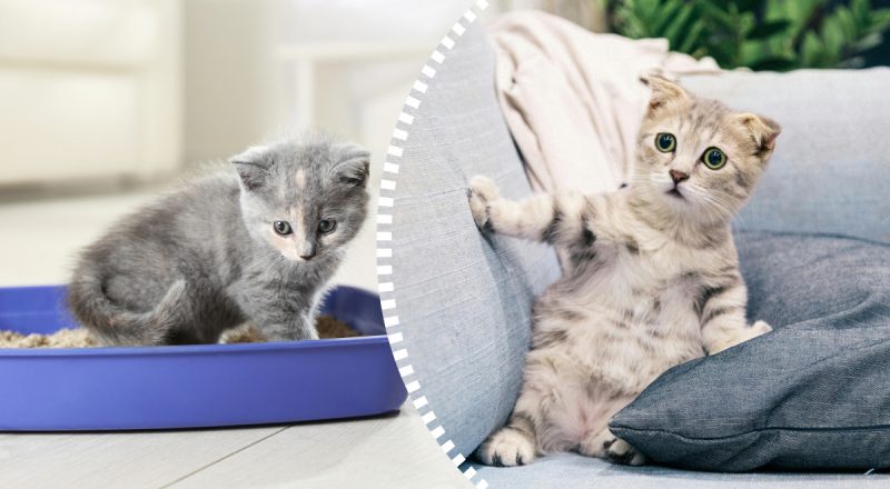 Почему кот перестал ходить в лоток по большому: что необходимо сделать