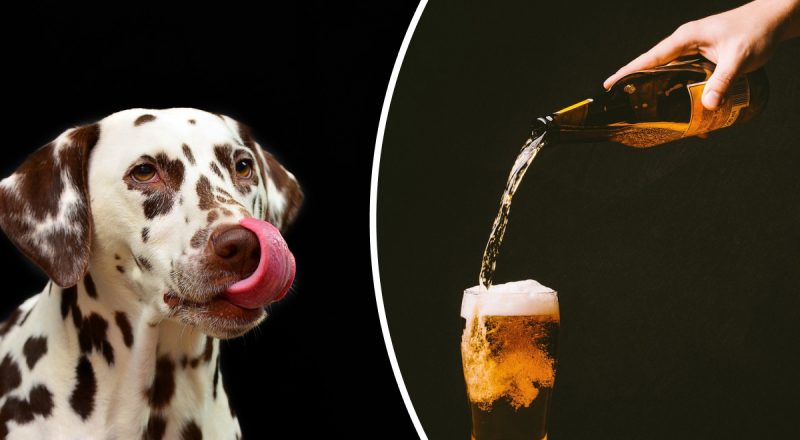 Діяти потрібно миттєво: що буде, якщо собака вип'є алкоголь