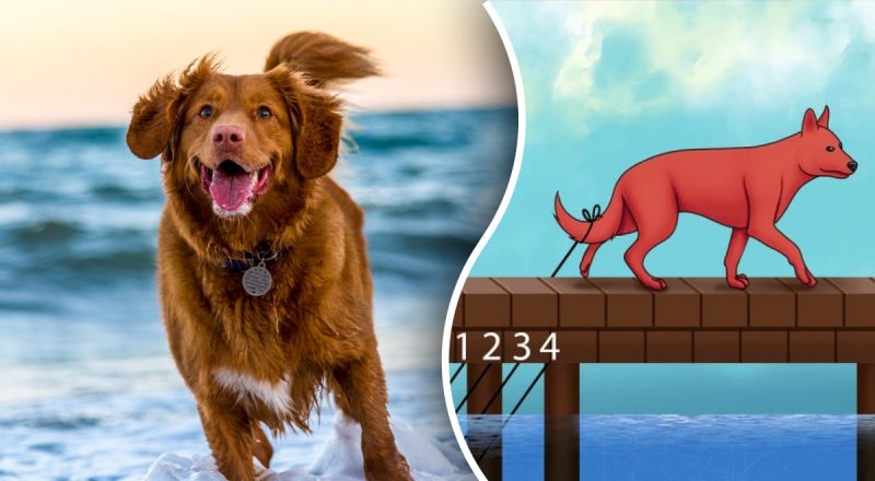 Потрібно за 8 секунд знайти мотузку, прив’язану до собаки: загадка на кмітливість