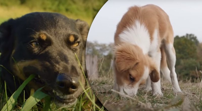 Вот почему на самом деле собаки едят траву: врач раскрыл секрет поведения псов