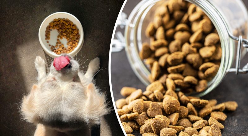 Собака може захворіти: як правильно зберігати собачий корм