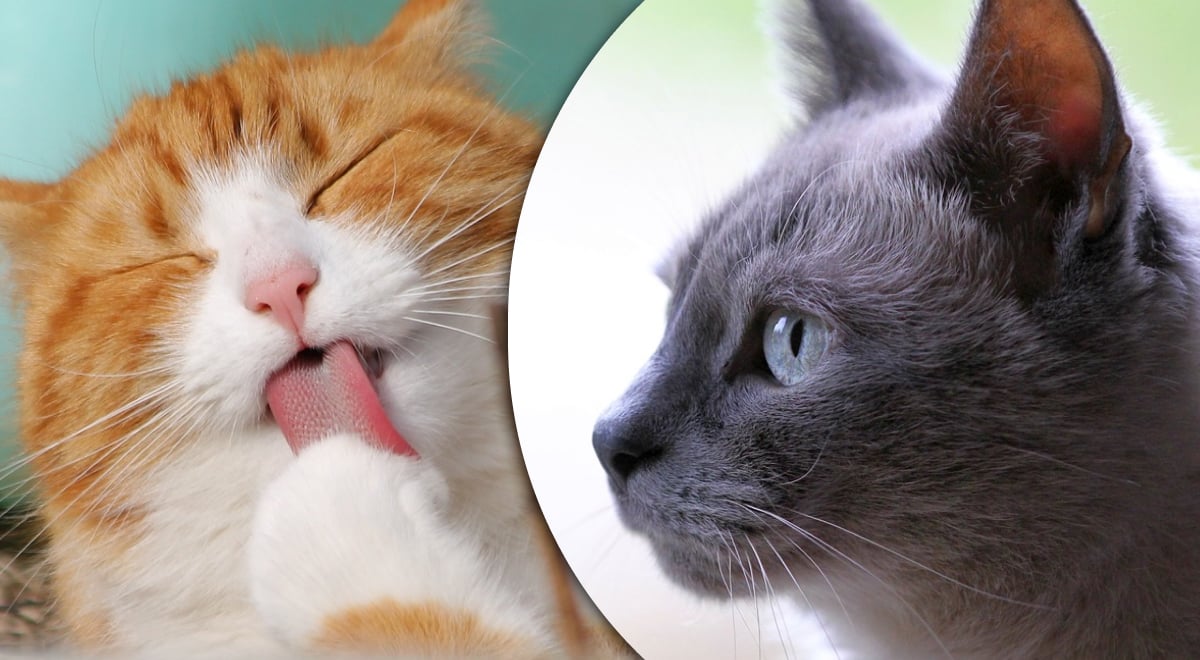 Ушной клещ у кошки: его симптомы и лечение