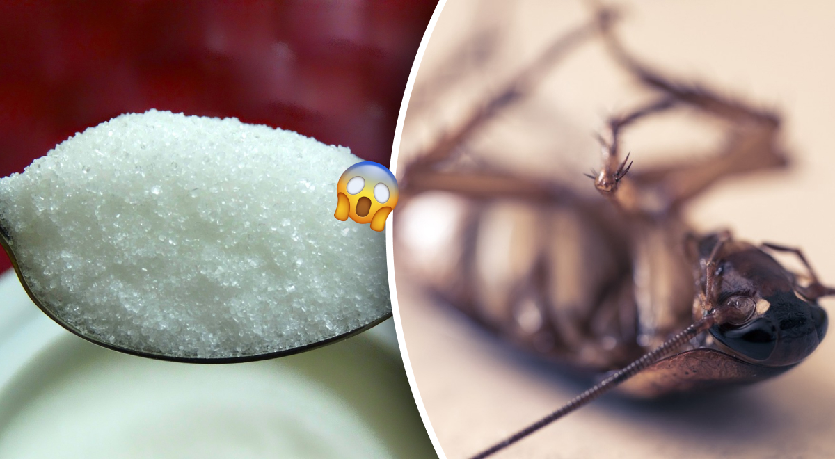 Как избавиться от тараканов при помощи сахара: с чем его нужно перемешать