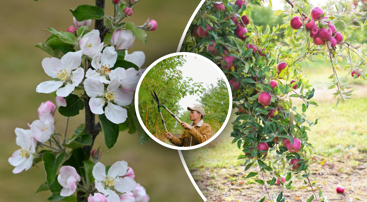 Даст бешеный урожай: как обрезать яблоню, чтобы она не росла вверх